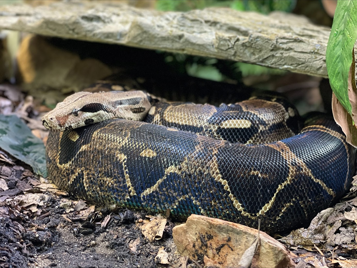 Red-Tailed Boa | Mill Mountain Zoo | Non-Profit Conservation Zoo